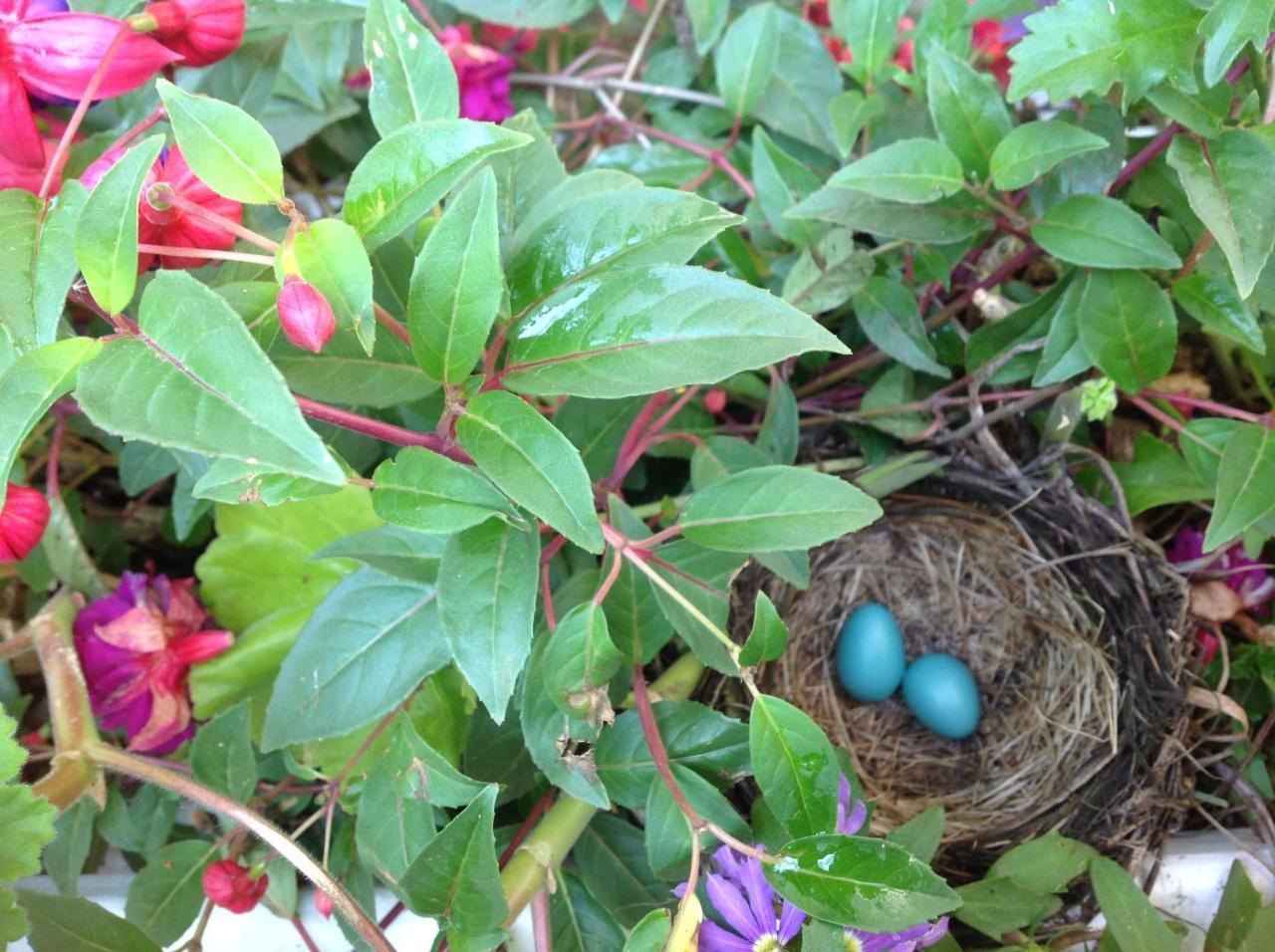 Robins Nest Bed & Breakfast Cody Eksteriør billede